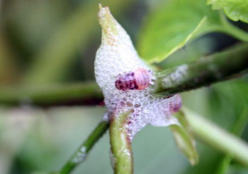 bave rec 13 mai 063.jpg