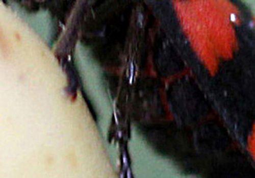 cercope rec rec veneux 4 mai 2012 p 037.jpg