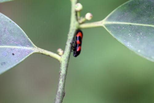 4 veneux 4 mai 2012 043.jpg