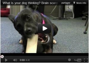 NEURO: Que pense votre chien? L’IRM à la découverte des secrets canins – PLoS ONE