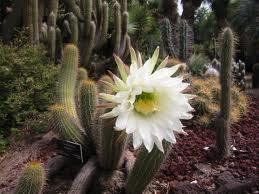 La science du cactus