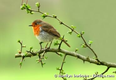 Fête de la Nature 2012 : partez à la rencontre des oiseaux dans les Parcs Nationaux Français
