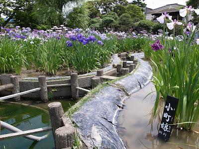 Le mois de mai rime avec iris