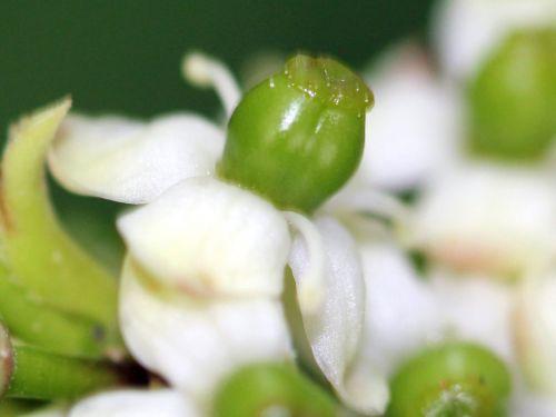 11 ilex fem pistil veneux 4 mai 2012 017.jpg