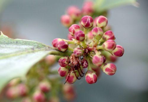 1 ilex boutons veneux 15 avril 2012 002.jpg