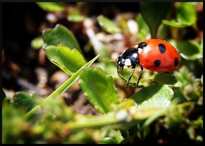 coccinelle