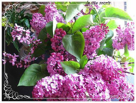 bouquet de lilas 1
