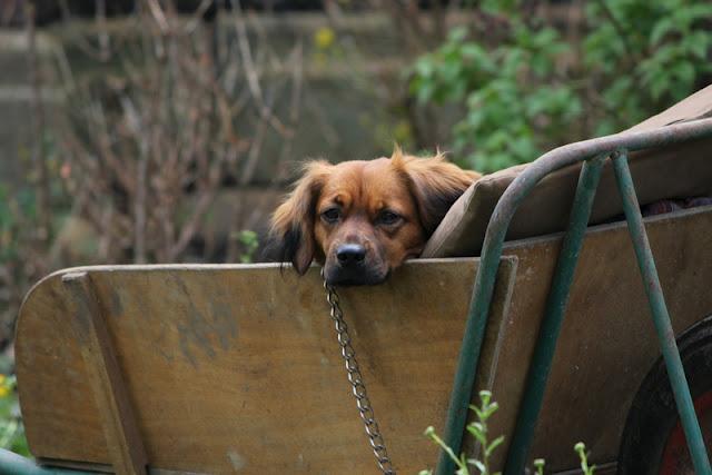 LA RECONVERSION DE LA BROUETTE