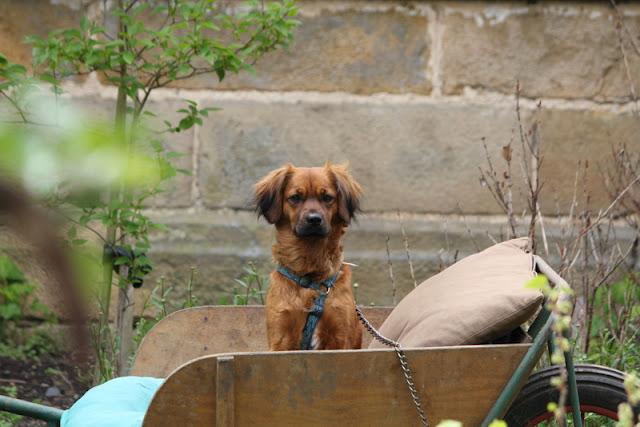 LA RECONVERSION DE LA BROUETTE