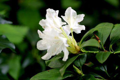 5 cunningham veneux 4 mai 2012 051.jpg