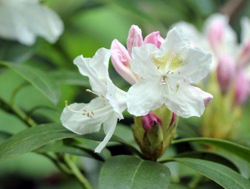 4 cunningham veneux 1 mai 2012 041.jpg