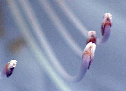 rhodo cunningham étam veneux 4 mai 2012 p 057.jpg