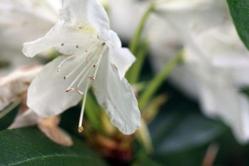 7 cunningham veneux 4 mai 2012 056.jpg