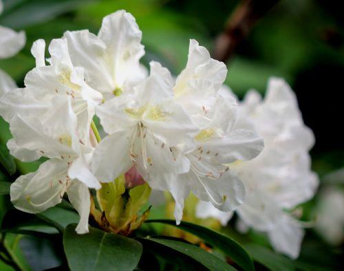 2 cunningham veneux 4 mai 2012 052.jpg