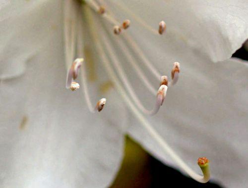 rhodo  cunningham centre  veneux 4 mai 2012 p 057.jpg