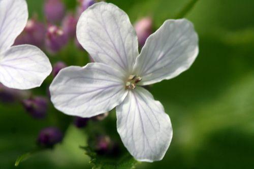 10 lunaria rediviva veneux 045.jpg