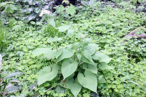 1 lunaria rediviva veneux 1 mai 2012 048.jpg
