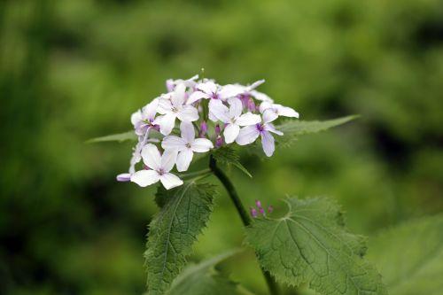 3 lunaria rediviva veneux 1 mai 2012 046.jpg