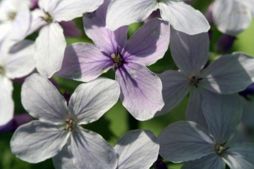 4 lunaria rediviva 042.jpg