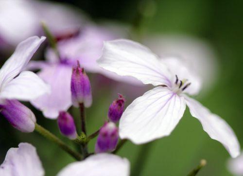 7 lunaria rediviva veneux 4 mai 2012 049.jpg