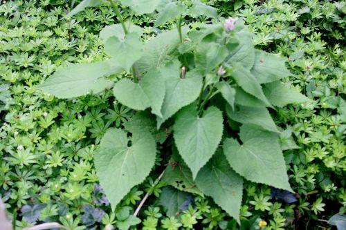 2 lunaria rediviva veneux 1 mai 2012 049.jpg