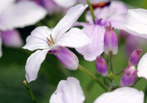 6 lunaria rediviva veneux 4 mai 2012 048.jpg