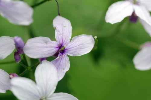 8 lunaria rediviva veneux 4 mai 2012 046.jpg