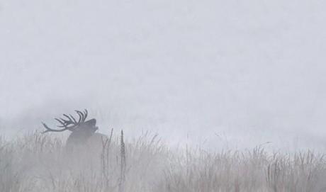 philippe moes brame cerf 585x345 [Podcast] Interview de Philippe Moës : photographe animalier