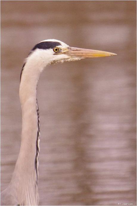 Heron001.JPG