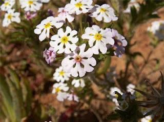 Aires protégées de la Région florale du Cap