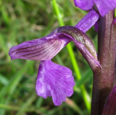 Orchis bouffon (Anacamptis morio) et variation hypochrome