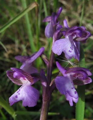Orchis bouffon (Anacamptis morio) et variation hypochrome