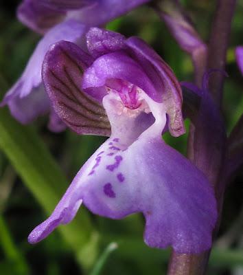 Orchis bouffon (Anacamptis morio) et variation hypochrome