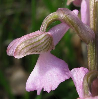Orchis bouffon (Anacamptis morio) et variation hypochrome