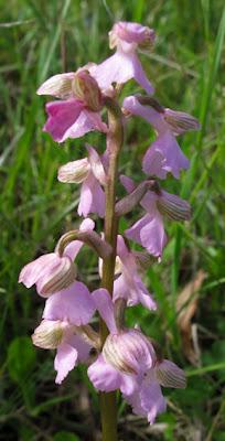 Orchis bouffon (Anacamptis morio) et variation hypochrome