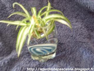 Bouture de Chlorophytum