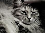 Dédicace après-midi.