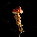 12d787260342b217bf42b11dfbd901d3