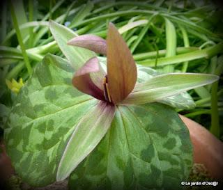 Trillium Sessile