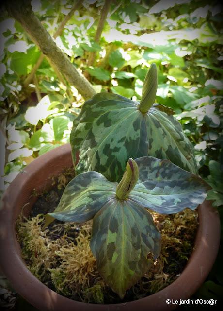 Trillium Sessile