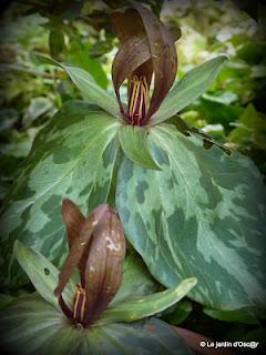 Trillium Sessile