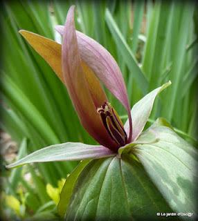 Trillium Sessile