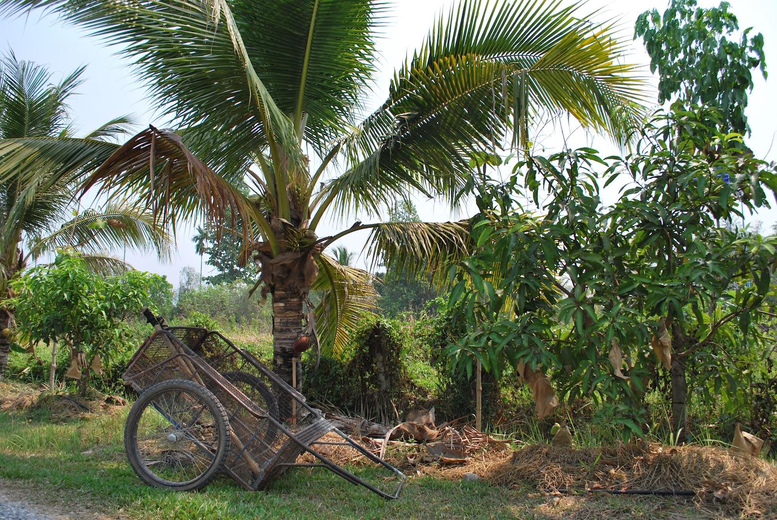 Thai Farm Cooking School