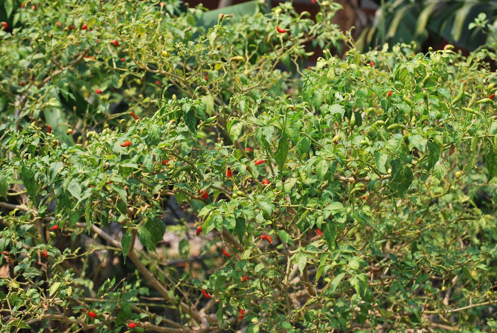 Thai Farm Cooking School