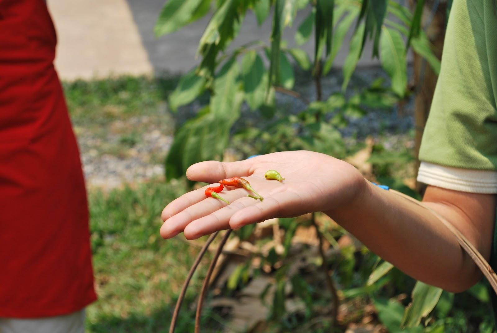 Thai Farm Cooking School