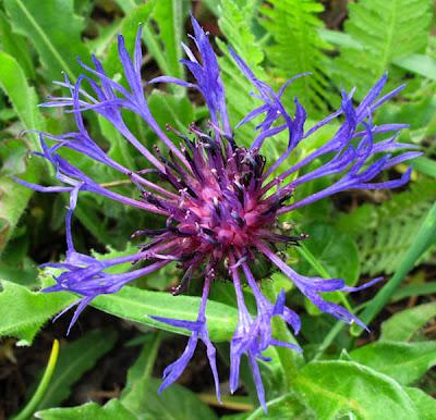 Centaurée des montagnes, Alliaire et Aspérule odorante