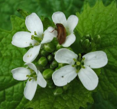 Centaurée des montagnes, Alliaire et Aspérule odorante