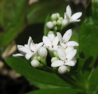 Centaurée des montagnes, Alliaire et Aspérule odorante