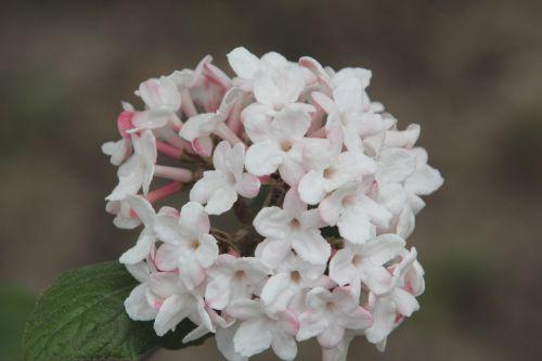 vib carlesii aurora 3 gb 9 avril 2012 139 (1).jpg