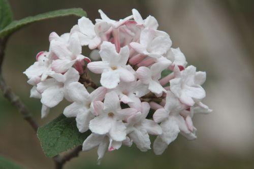 vib carlesii aurora 2 gb 9 avril 2012 139.jpg